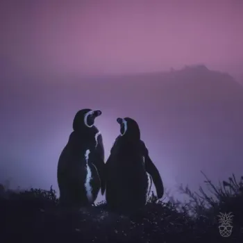 Platonic Penguins - Between The Sheets