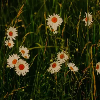 softwaves & Blocktane - Daisy